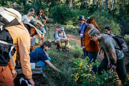 Cape Town's Ultimate Mushroom Foraging Workshop: Discover the Magic of Newlands Forest