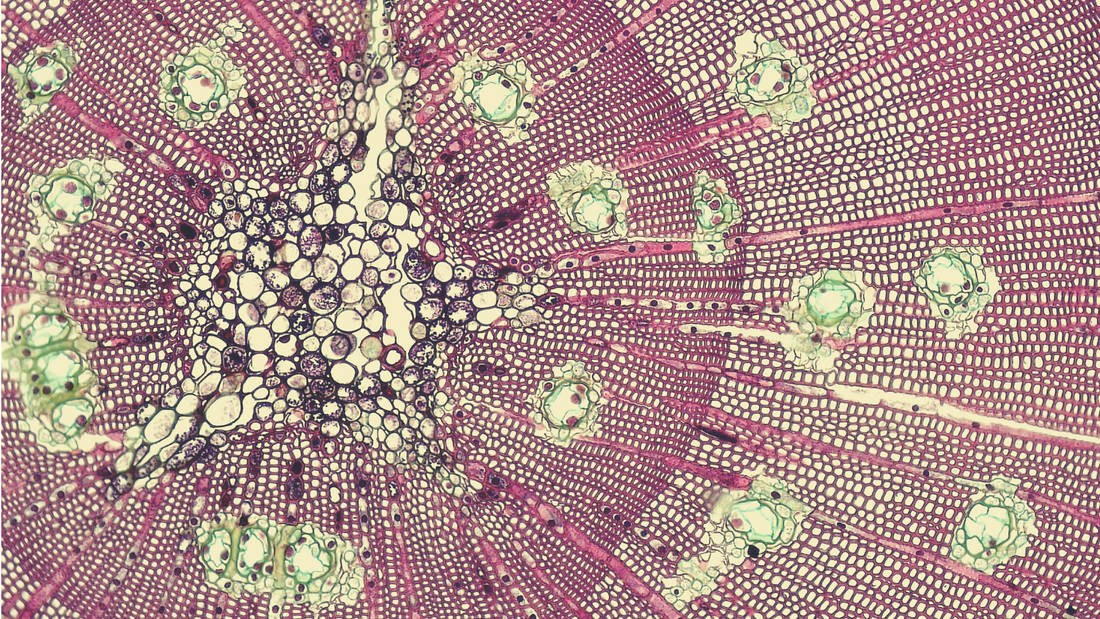 Microbiome health – Herbal Allies for the Gut, Digestion, Emotions and the Mind