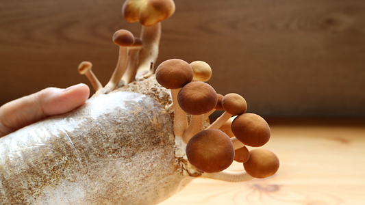 Fruiting Bodies vs. Mycelium: Unveiling the Essence of Medicinal Mushrooms