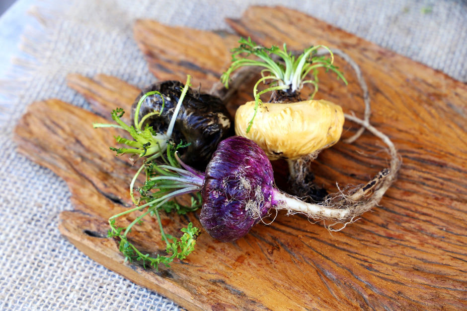 Maca Materia Medica