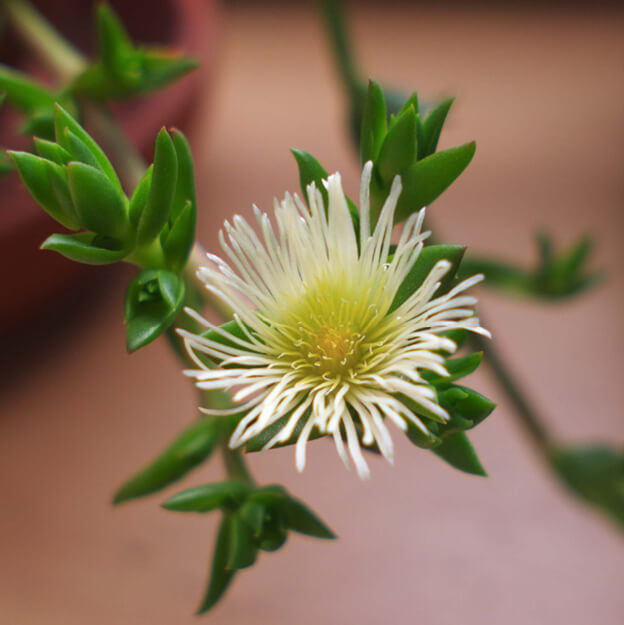 Sceletium – a deep dive on this South African treasure