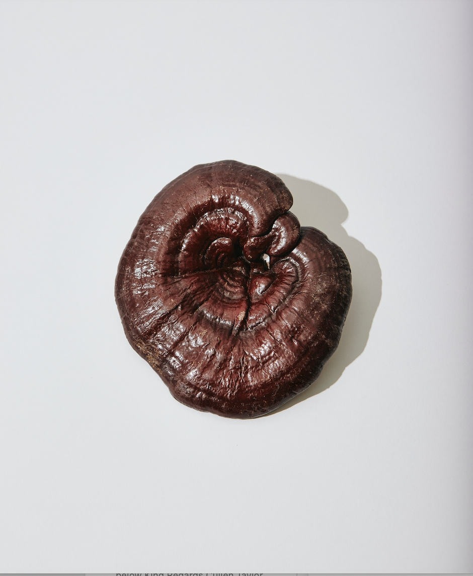 The Reishi Mushroom: Materia Medica