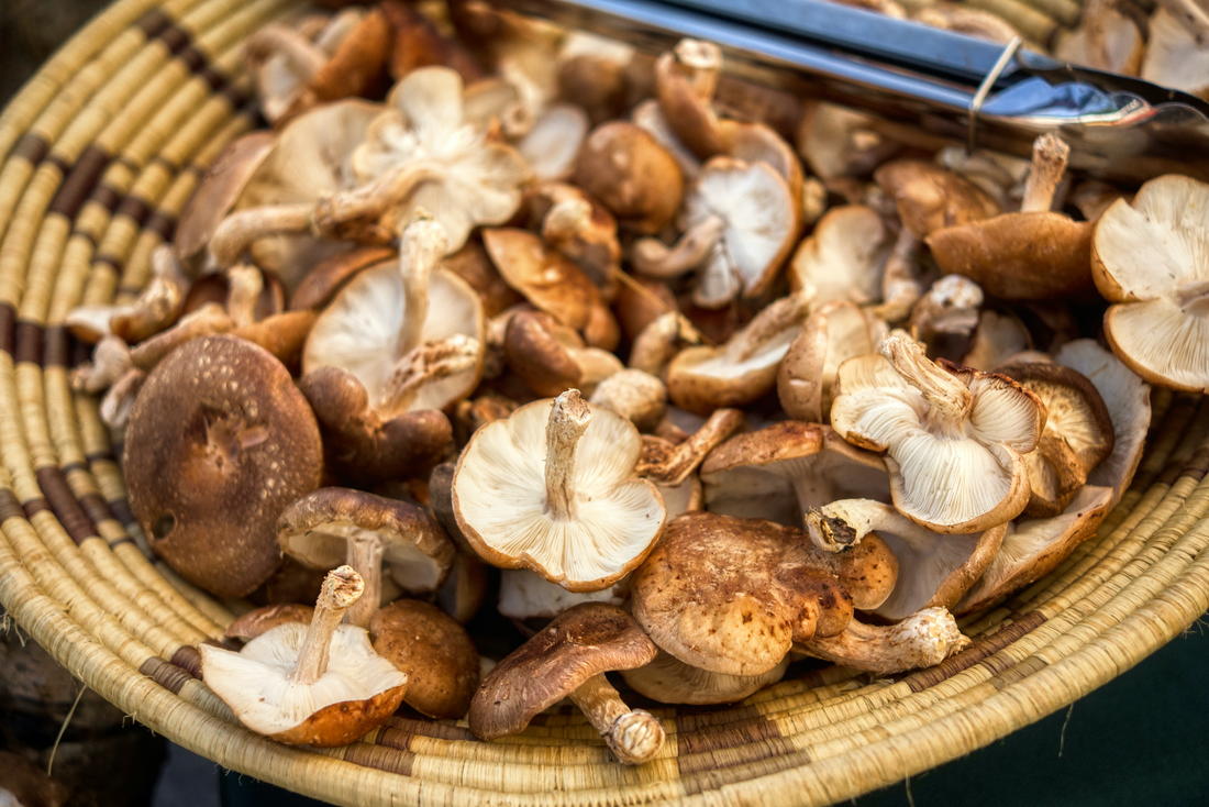 The Healing Power of Medicinal Mushrooms for the Immune System