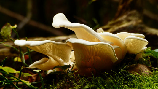 Why we love medicinal mushrooms