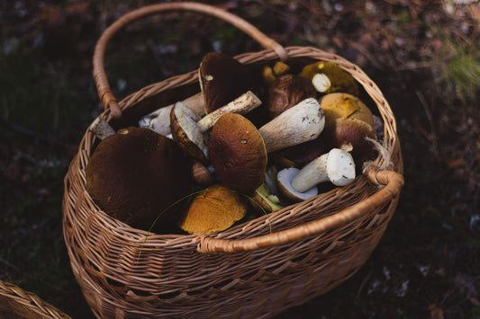 Exploring the World of Ethical Foraging for Mushrooms: A Historical, Social, and Ecological Perspective
